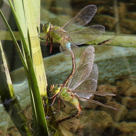 J17_2871 Anax parthenope julius ovip.JPG